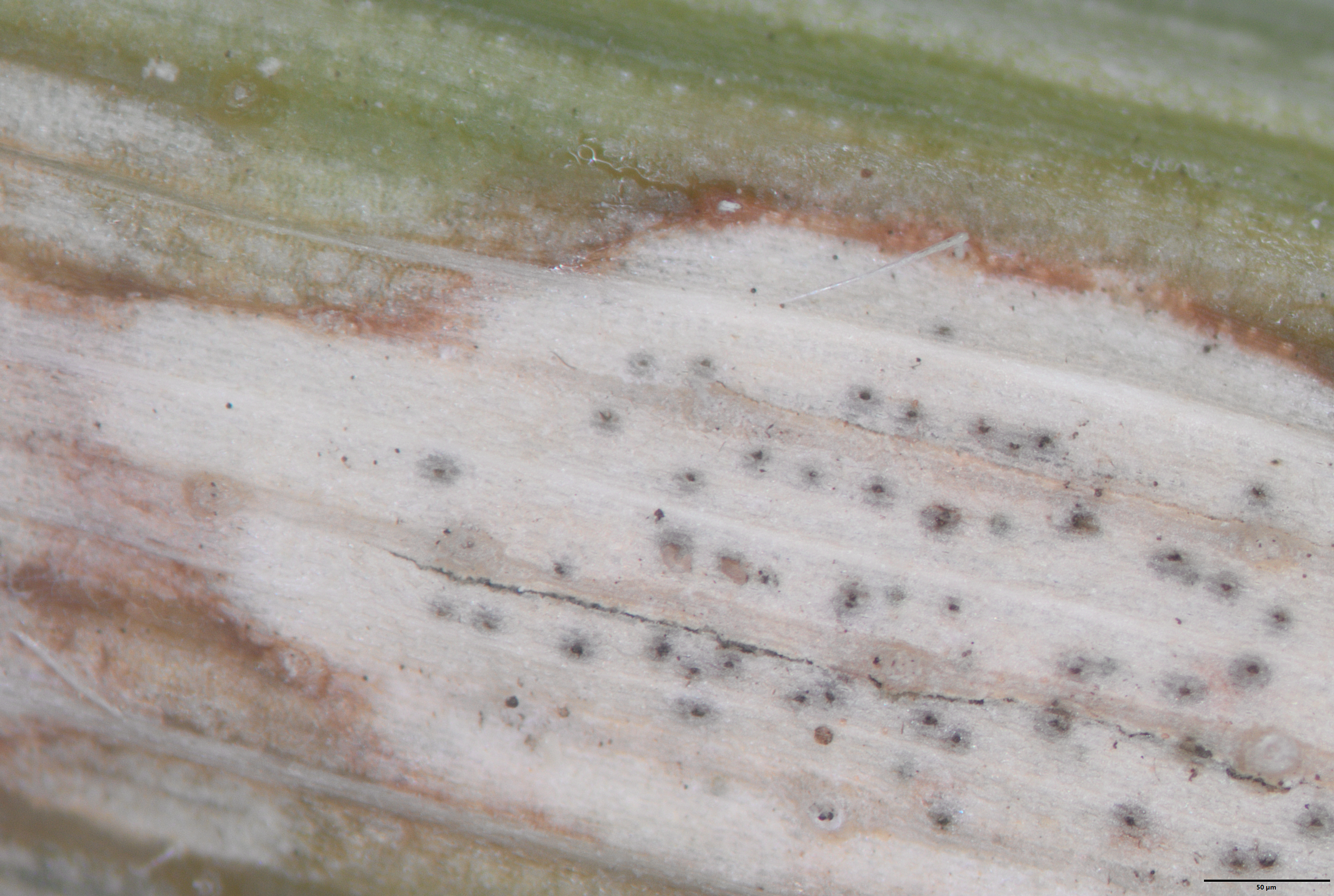 A close-up of leaf tissue demonstrating fungal fruiting structures.